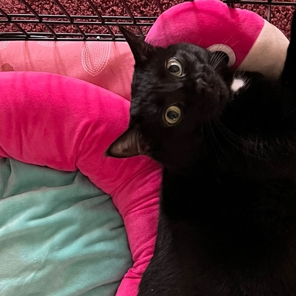 Meet your Poshers, Jennifer & Porsche 🐈⬛ - Picture 2 of 6